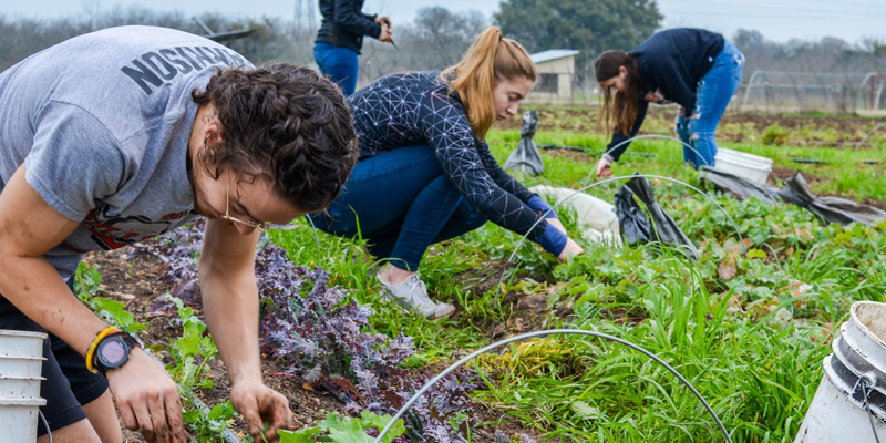 Students working in a garden